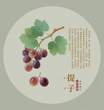 葡萄手繪提子插畫圖案