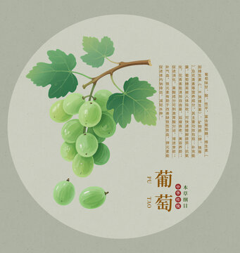 清新手繪風(fēng)青葡萄圖