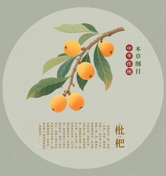 傳統(tǒng)風(fēng)格枇杷插畫圖