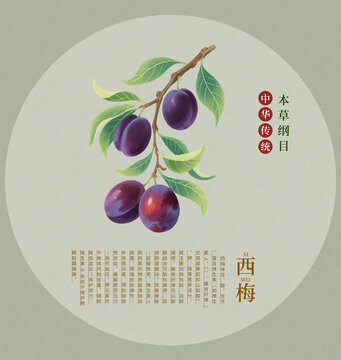國風(fēng)西梅插畫本草綱目風(fēng)