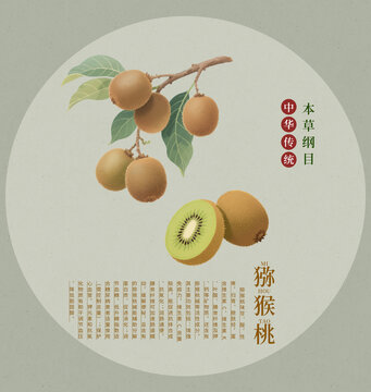 傳統(tǒng)風獼猴桃本草綱目插畫