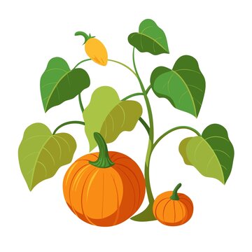 卡通風格的南瓜植株插畫