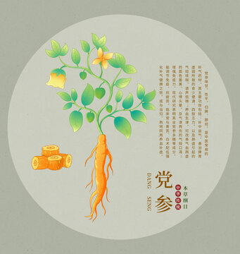 黨參插畫手繪包裝元素中草藥圖鑒