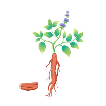 丹參植物手繪中草藥插畫