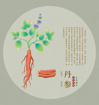 傳統(tǒng)中藥材丹參插畫