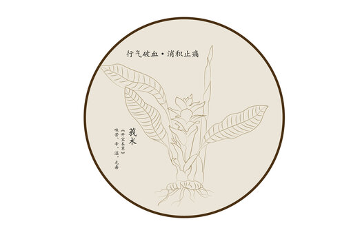 莪術(shù)手繪