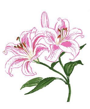 手繪粉色百合花插畫分層矢量素材