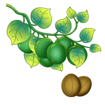 羅漢果手繪插畫元素