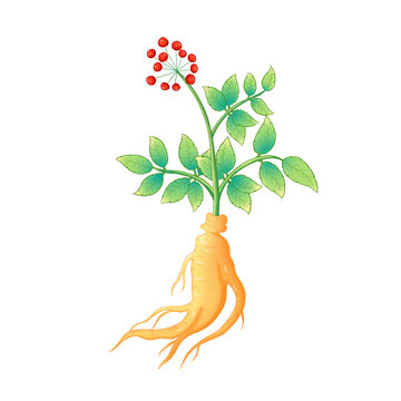 手繪人參植物插畫(huà)