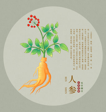 人參手繪插畫(huà)中草藥圖鑒