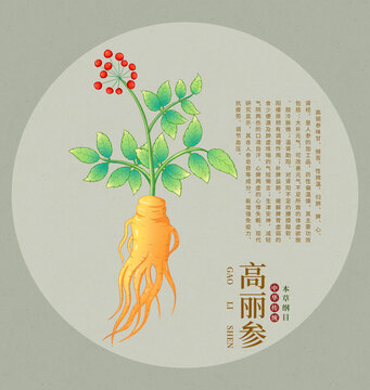 手繪高麗參植物插畫圖