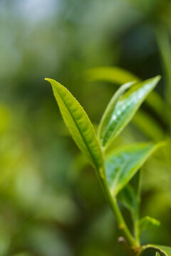 茶樹茶園