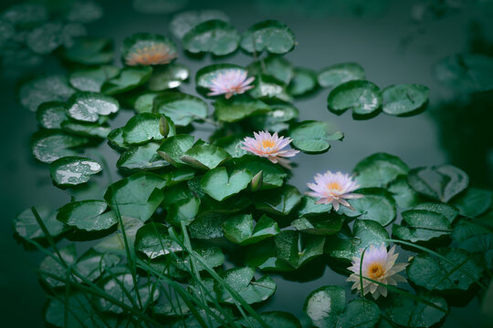 睡蓮花