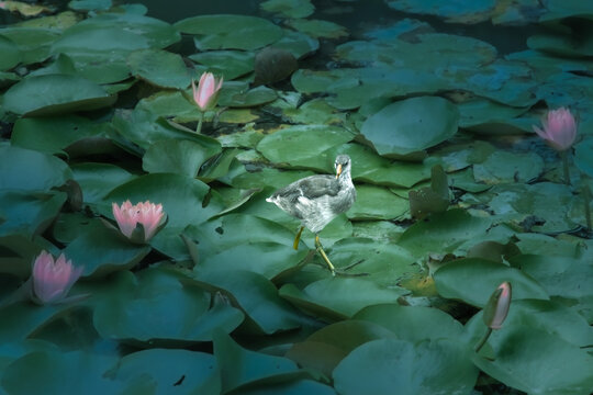 黑水雞