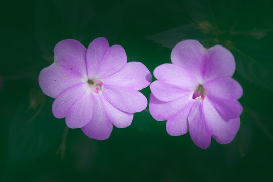鳳仙花