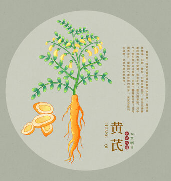傳統(tǒng)中藥材黃芪精美插畫