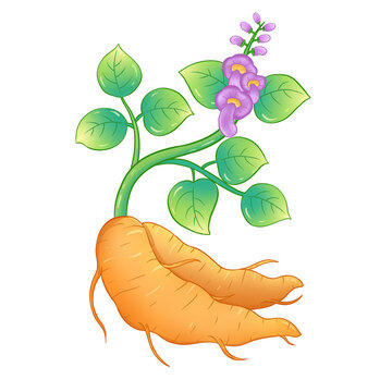 葛根手繪插畫包裝元素葛根粉包裝