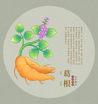 手繪中藥材葛根插畫圖