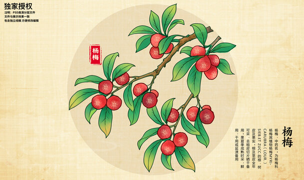楊梅插畫