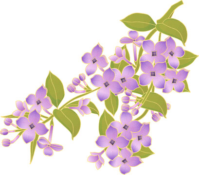 紫色丁香花枝插畫素材