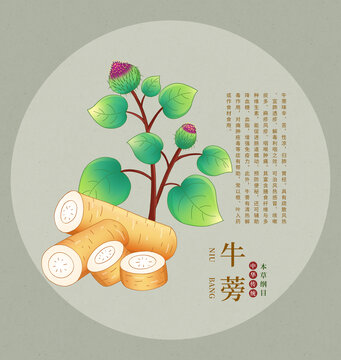 牛蒡植物插畫素材圖