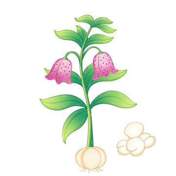 川貝母手繪插畫中草藥圖鑒