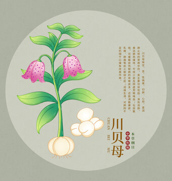 中藥材川貝母插畫展示