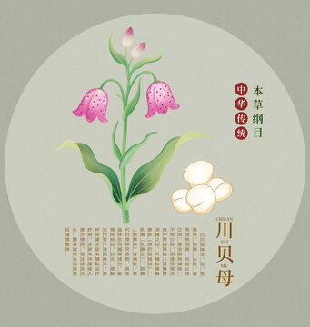 傳統本草川貝母插畫