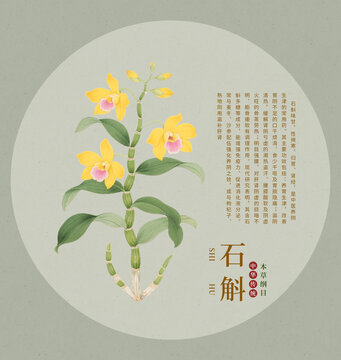 手繪石斛中草藥插畫