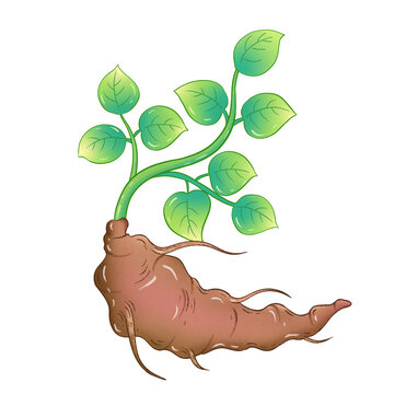 何首烏手繪插畫包裝元素