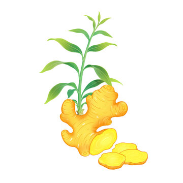 手繪生姜植株與切片圖案