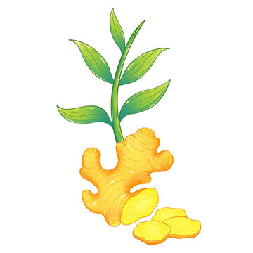卡通生姜插畫素材中草藥手繪包裝