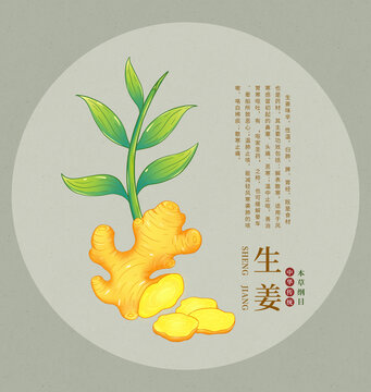 手繪生姜植物插畫