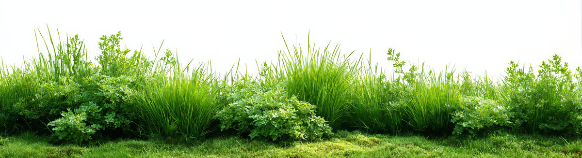 清新綠草和植物邊框