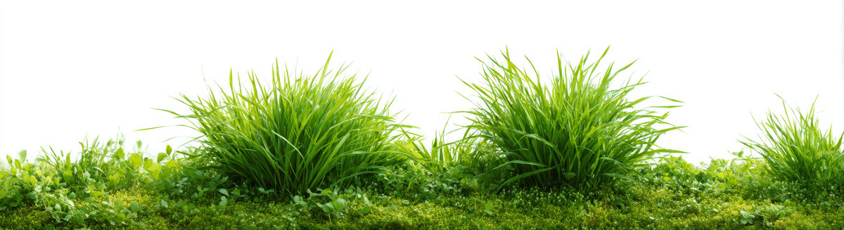 清新綠草背景圖