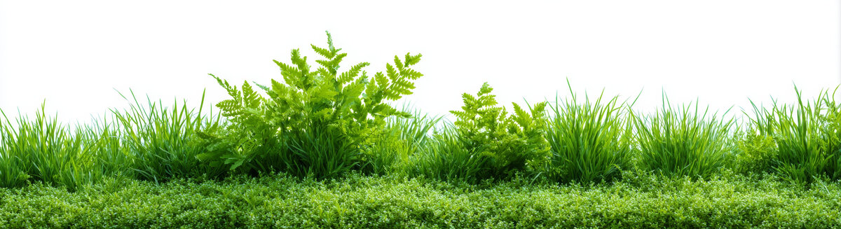 清新綠草植物邊框