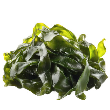 [免摳素材]堆疊的干海藻