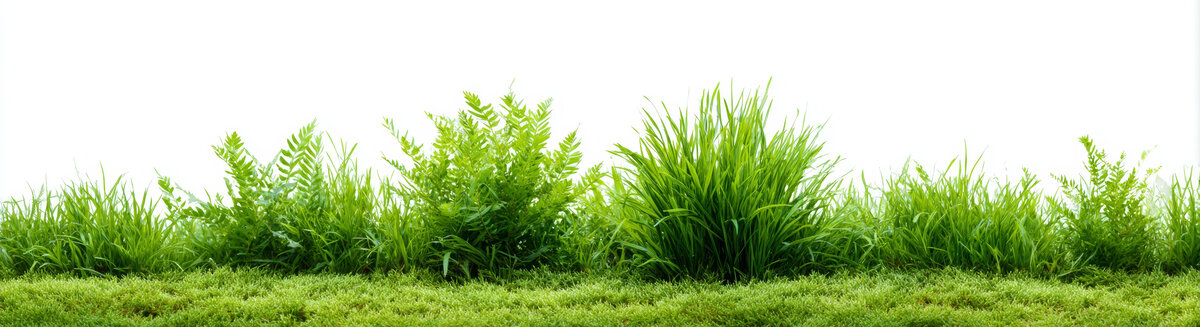 清新綠草與蕨類植物背景圖
