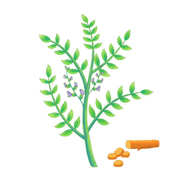 手繪草藥甘草植物插畫