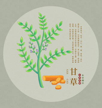 手繪傳統(tǒng)中藥材甘草圖