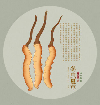 冬蟲夏草中藥草藥插畫