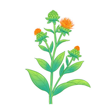 紅花草藥中草藥插畫本草綱目圖鑒