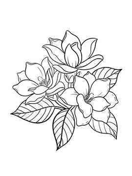 梔子花白描線稿