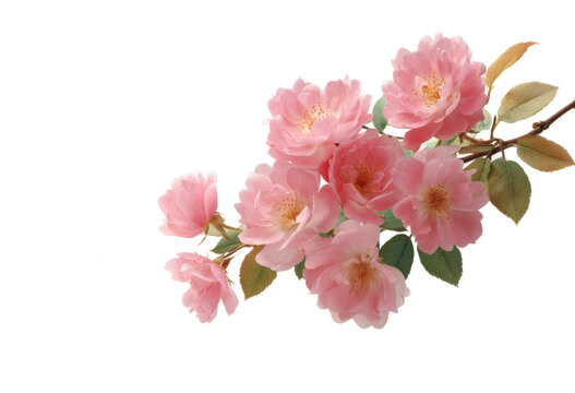 [免摳素材]春天粉嫩花朵與花瓣