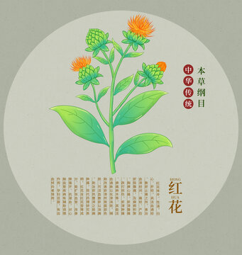 傳統(tǒng)本草綱目之紅花插畫(huà)