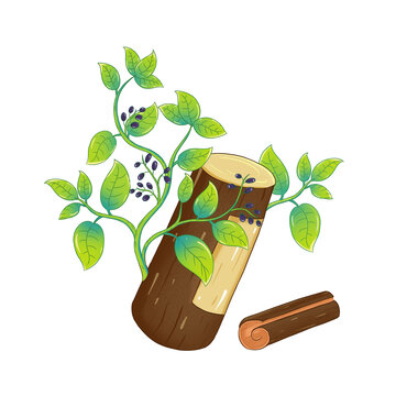 中草藥肉桂插畫本草手繪