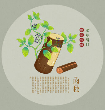 傳統(tǒng)中藥材肉桂插畫(huà)圖