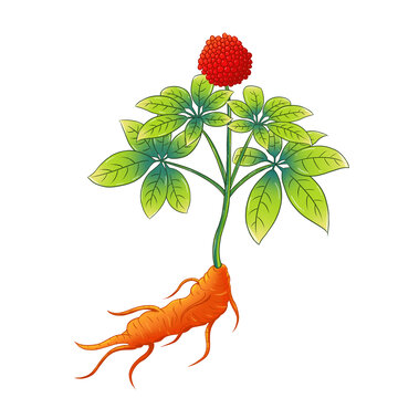 手繪三七植物插畫(huà)圖