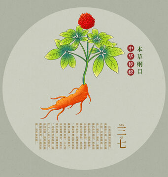 傳統(tǒng)中藥三七手繪插畫(huà)