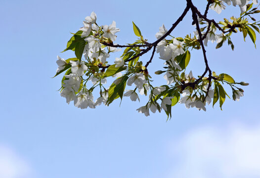 白櫻花